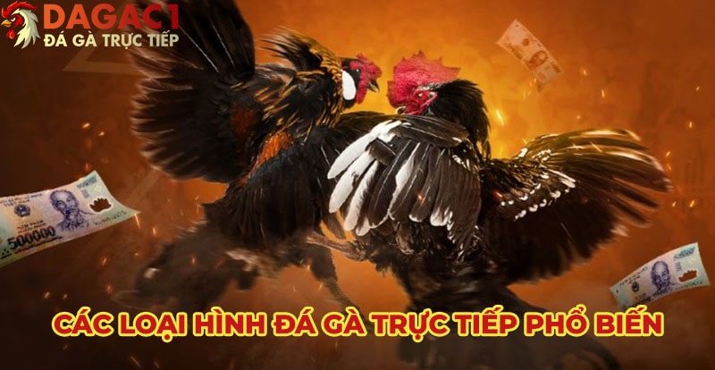 Có 2 loại hình đá gà trực tiếp phổ biến hiện nay