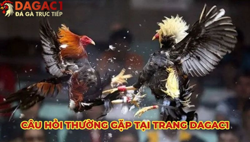 FAQ về trang phát đá gà trực tiếp DagaC1