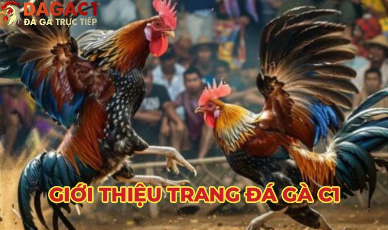 Giới thiệu về trang Đá Gà C1