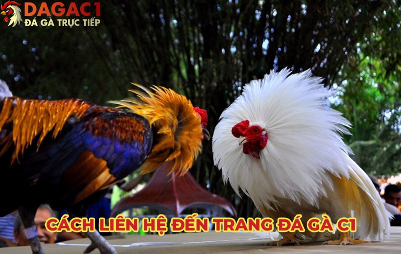 Các phương thức liên hệ sẵn có tại Dien0dong.com