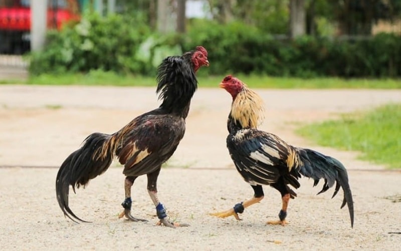 Thuật ngữ đá gà trực tiếp thường được sử dụng khá dễ hiểu
