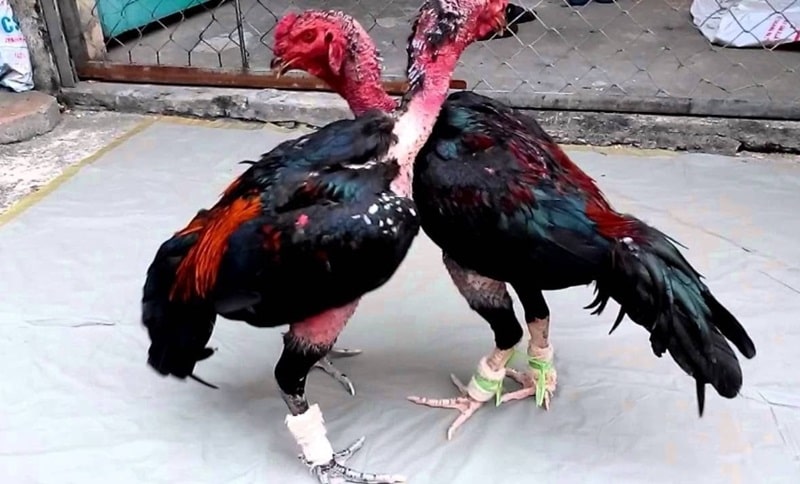 Việc tỉa lông cho gà chọi nòi có 4 tác dụng chính