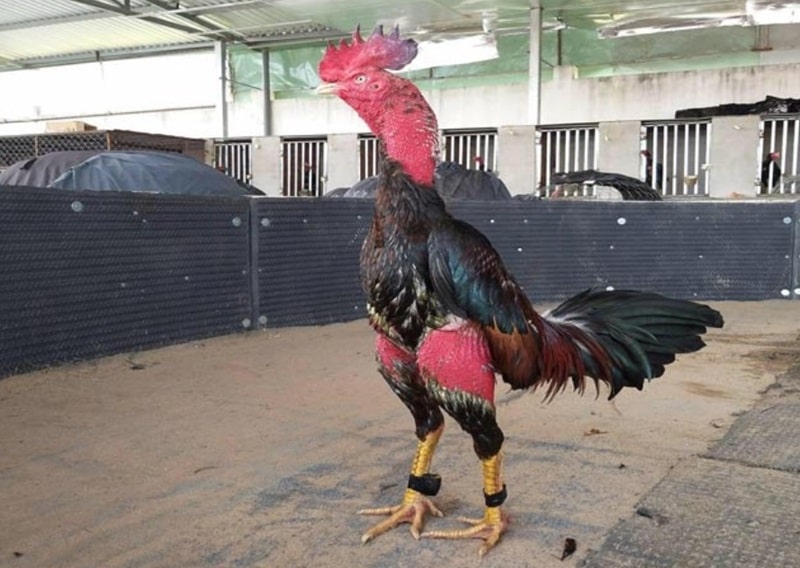 Sư kê cần chú ý khi tỉa lông gà chọi nòi