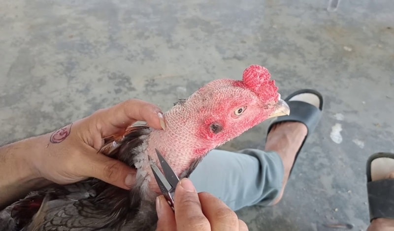 Một số kỹ thuật tỉa lông gà chọi nòi